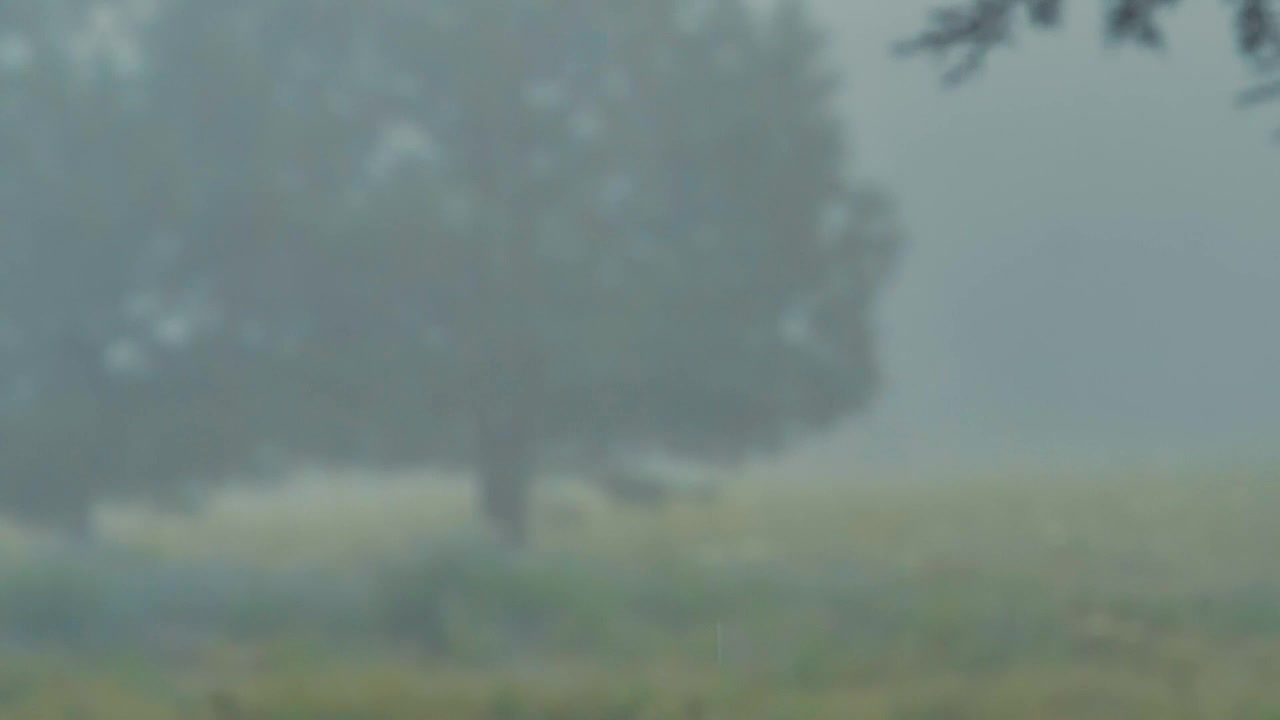 Video Stock Rain In The Woods Live Wallpaper Free - Free Download