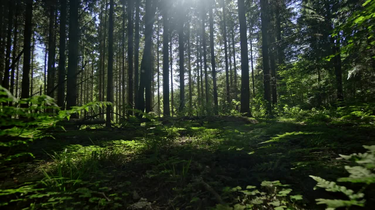 Stock Video Insects Flying Around A Forest Animated Wallpaper - Free Download