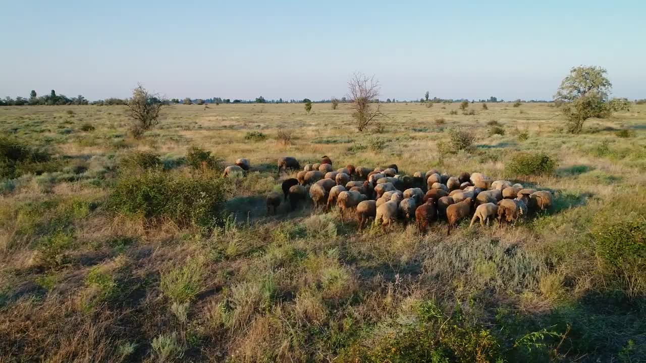 Stock Video Flock Of Sheep Walking In The Meadow Live Wallpaper For PC - Free Download