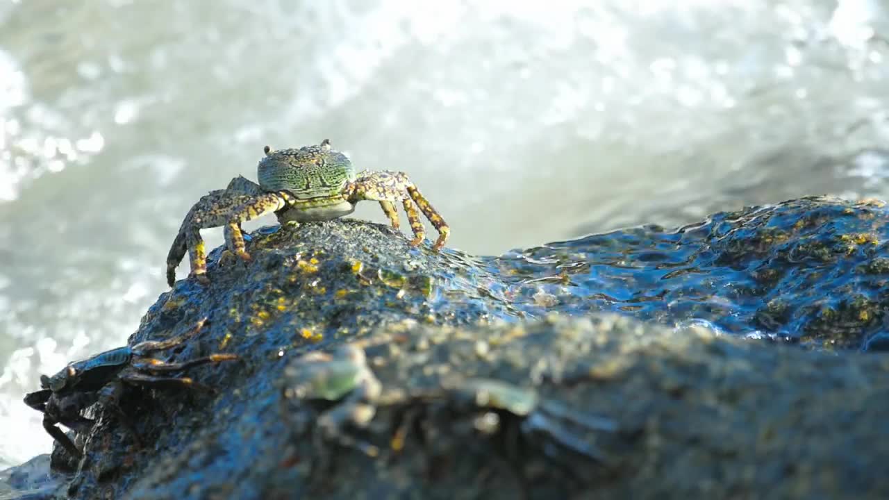 Stock Video Crab Standing On A Rock With Crashing Waves Live Wallpaper For PC - Free Download