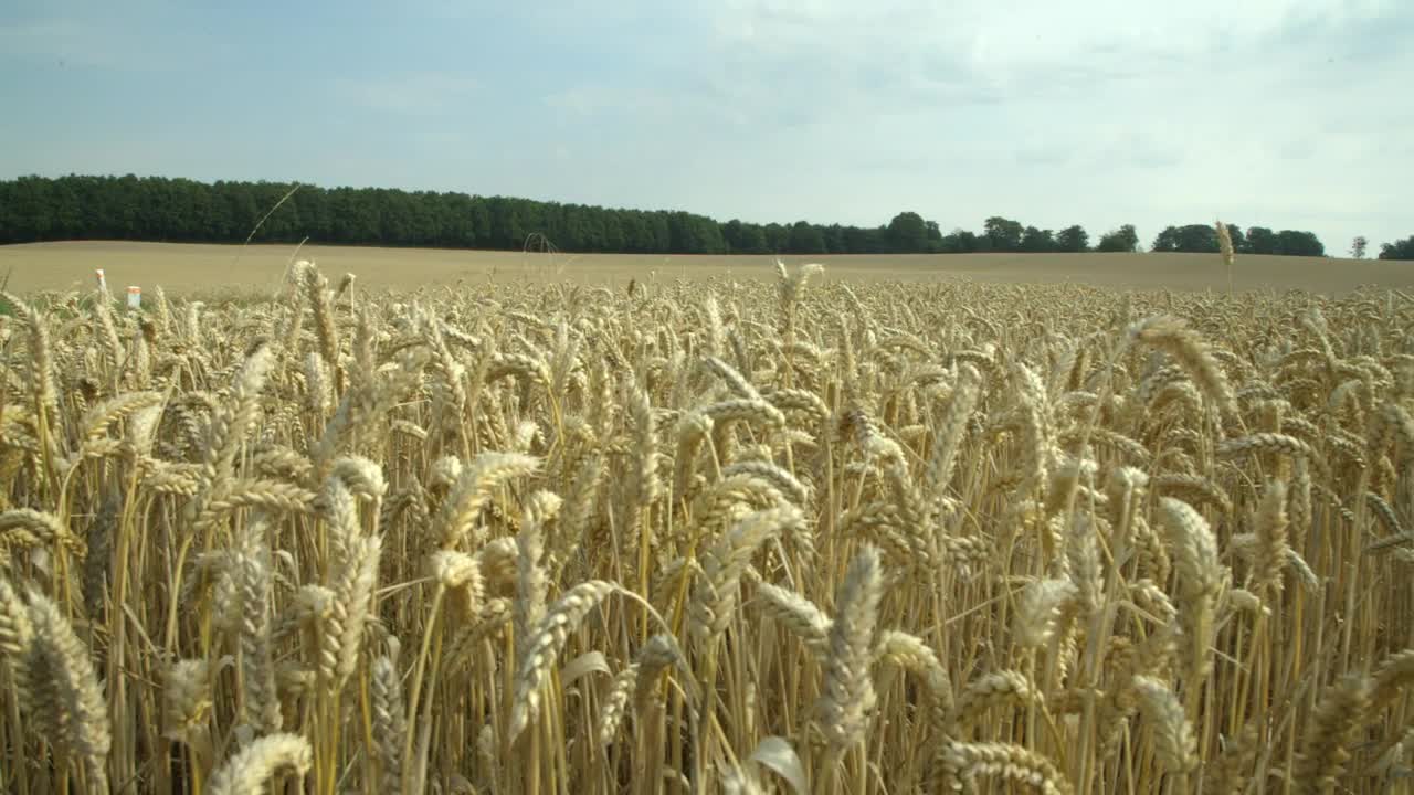 Stock Footage Wheat Field Ready For Harvesting Live Wallpaper - Free Download