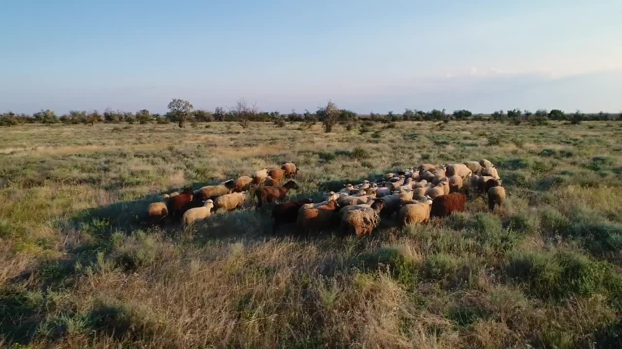 Stock Video Herd Walking In A Field In Nature Animated Wallpaper - Free Download