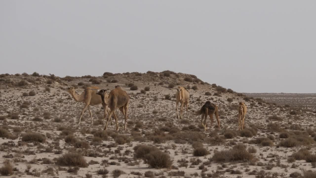 Video Stock Camels In The Desert Live Wallpaper For PC - Free Download