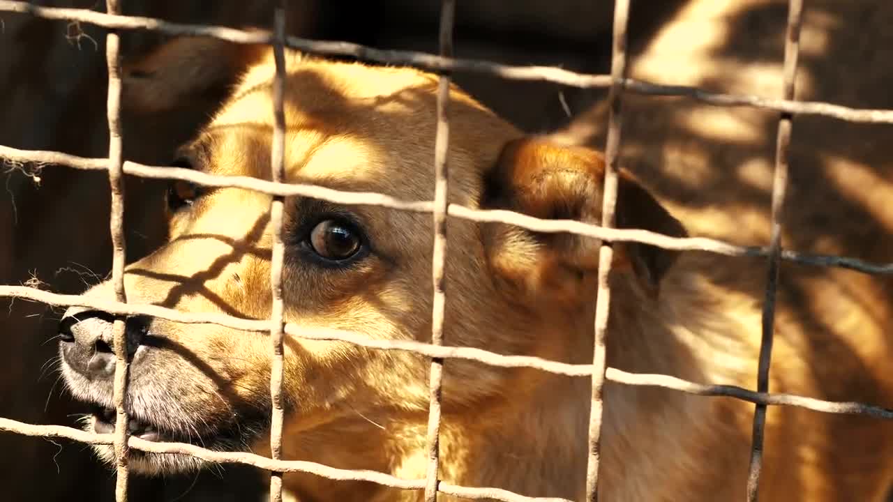 Stock Video Dog Scared In A Cage In The Kennel Live Wallpaper For PC - Free Download