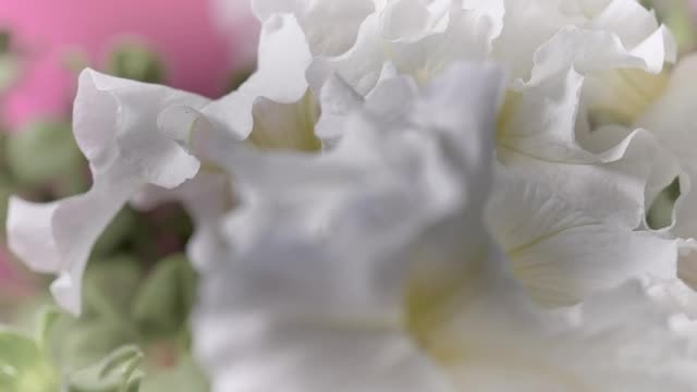 Stock Video Mixkit Flowers With Large White Petals Smal Live Wallpaper For PC - Free Download
