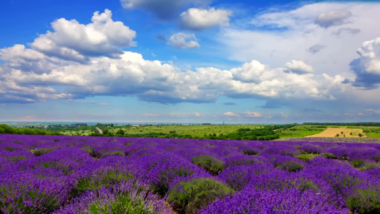 Stock Video Lavender Field Landscape Animated Wallpaper - Free Download