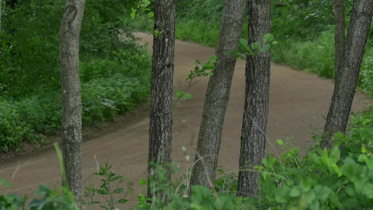 Video Stock Rally Car Driving Through A Dirt Road In The Forest Live Wallpaper Free - Free Download