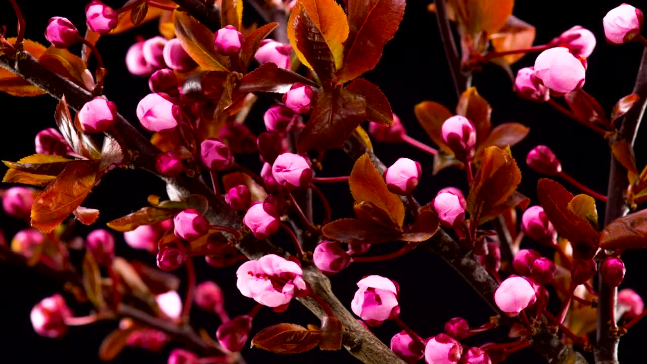 Video Stock Cherry Tree Flowers Blossoming Live Wallpaper For PC - Free Download