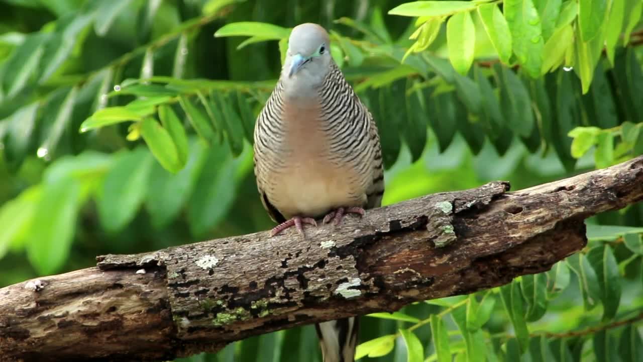 Stock Video Beautiful Dove In The Woods Live Wallpaper For PC - Free Download