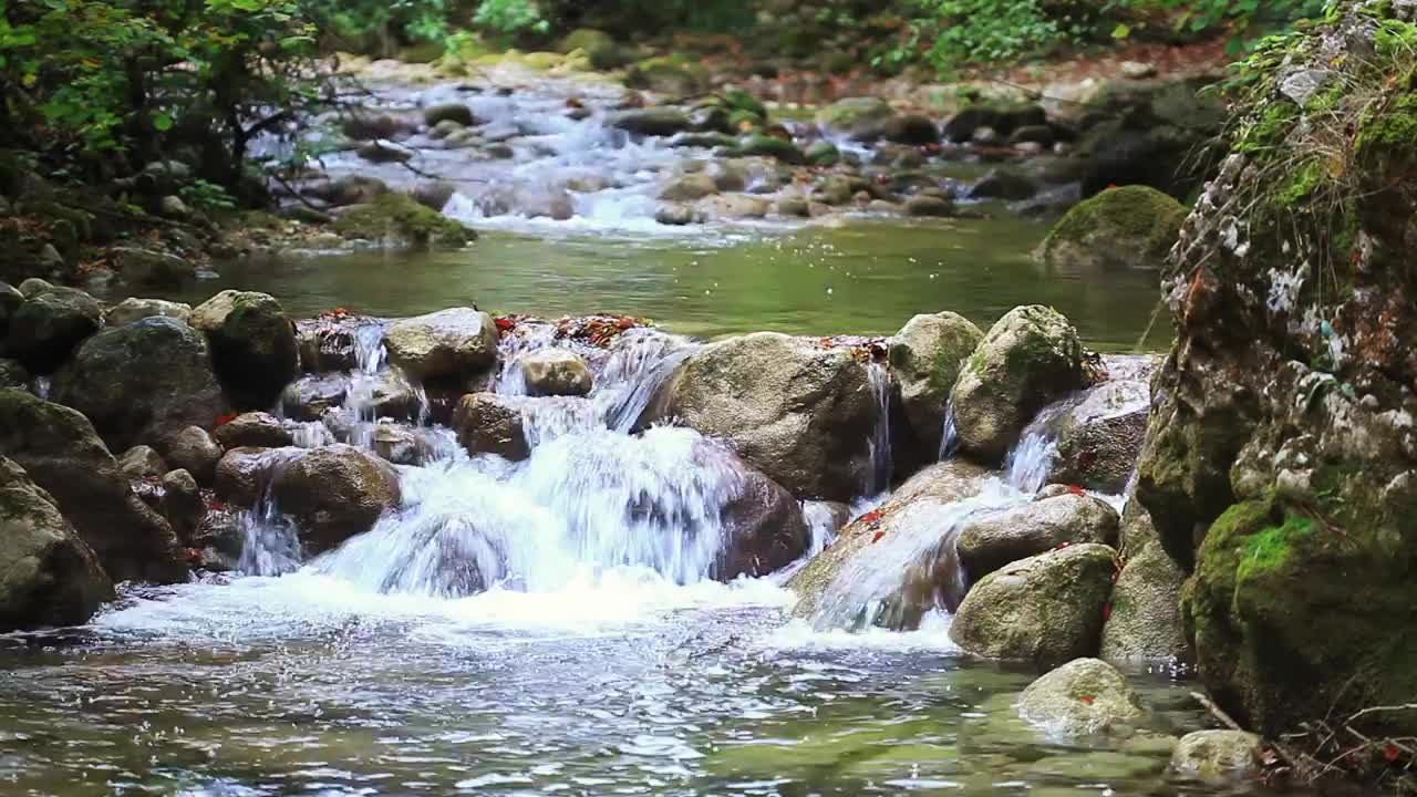Stock Video Little Rocky River In The Woods Animated Wallpaper - Free Download