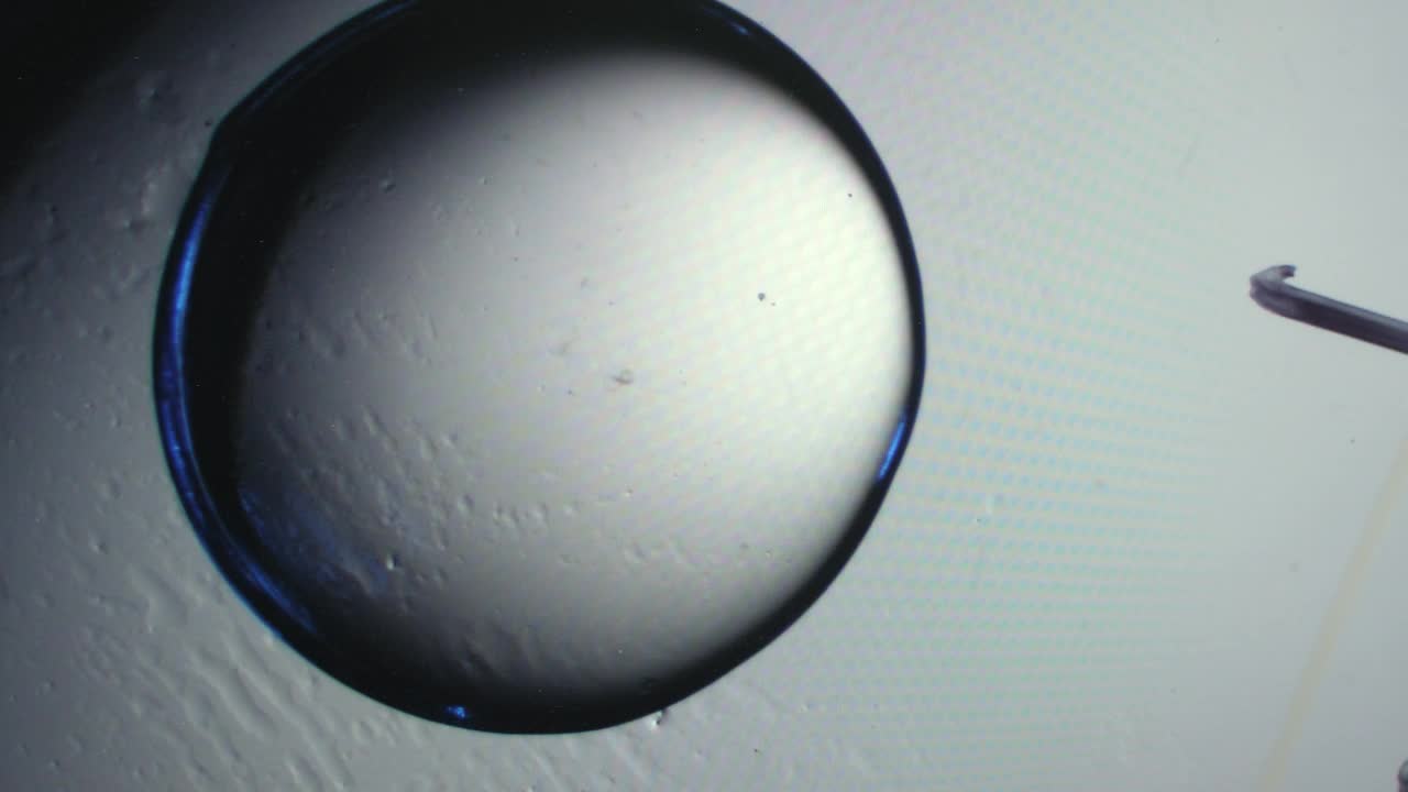Stock Video Embryo Under A Microscope Live Wallpaper For PC - Free Download