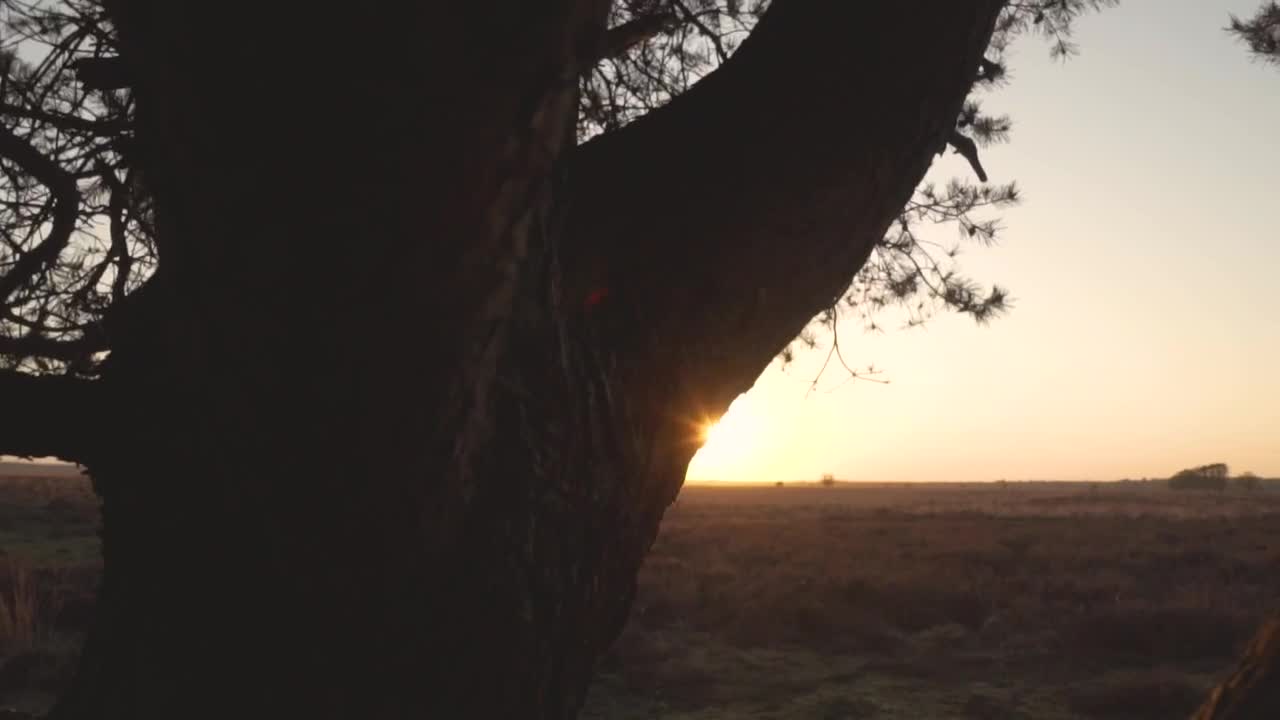 Free Video Stock sunset in the savanna through a tree Live Wallpaper - Free Download