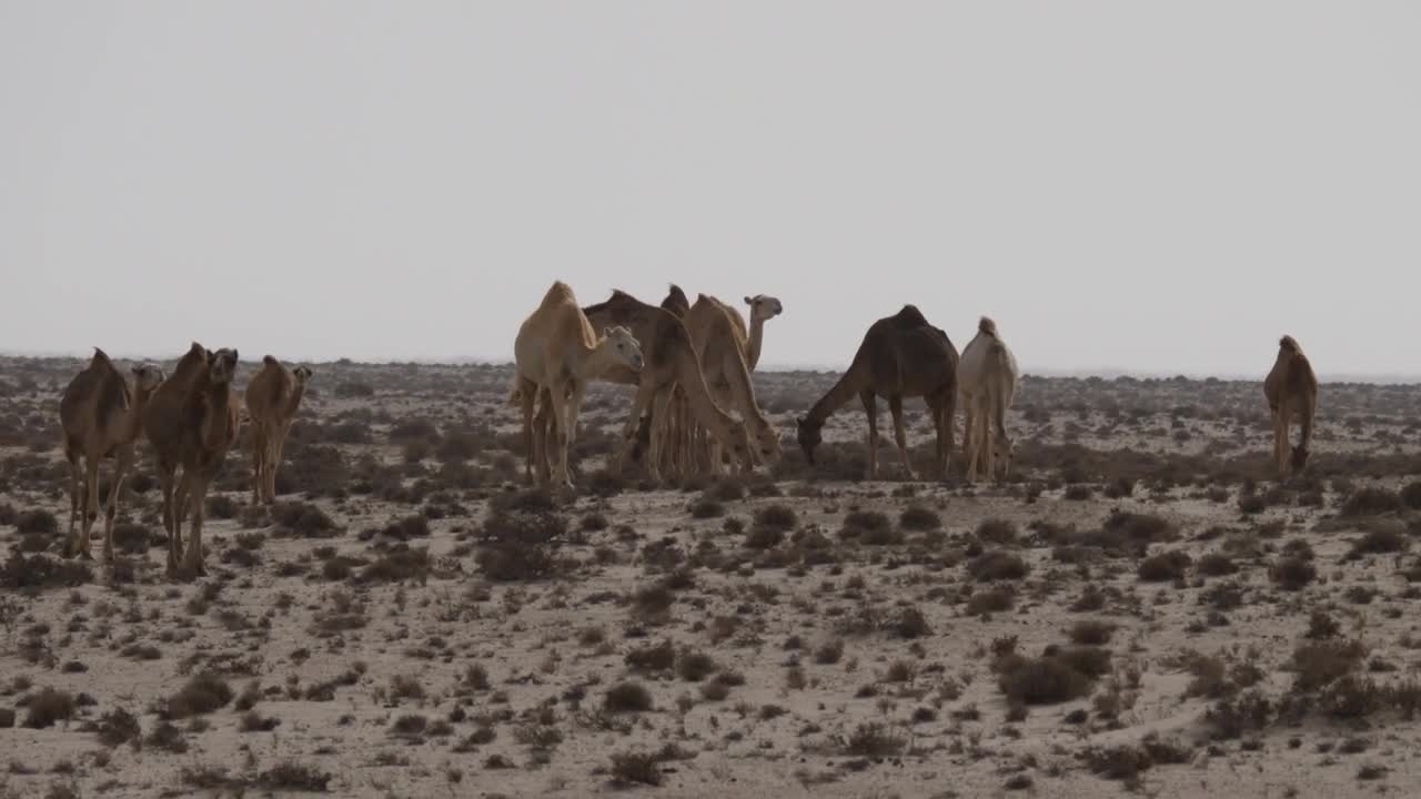 Video Stock Camel Herd In The Desert Live Wallpaper For PC - Free Download