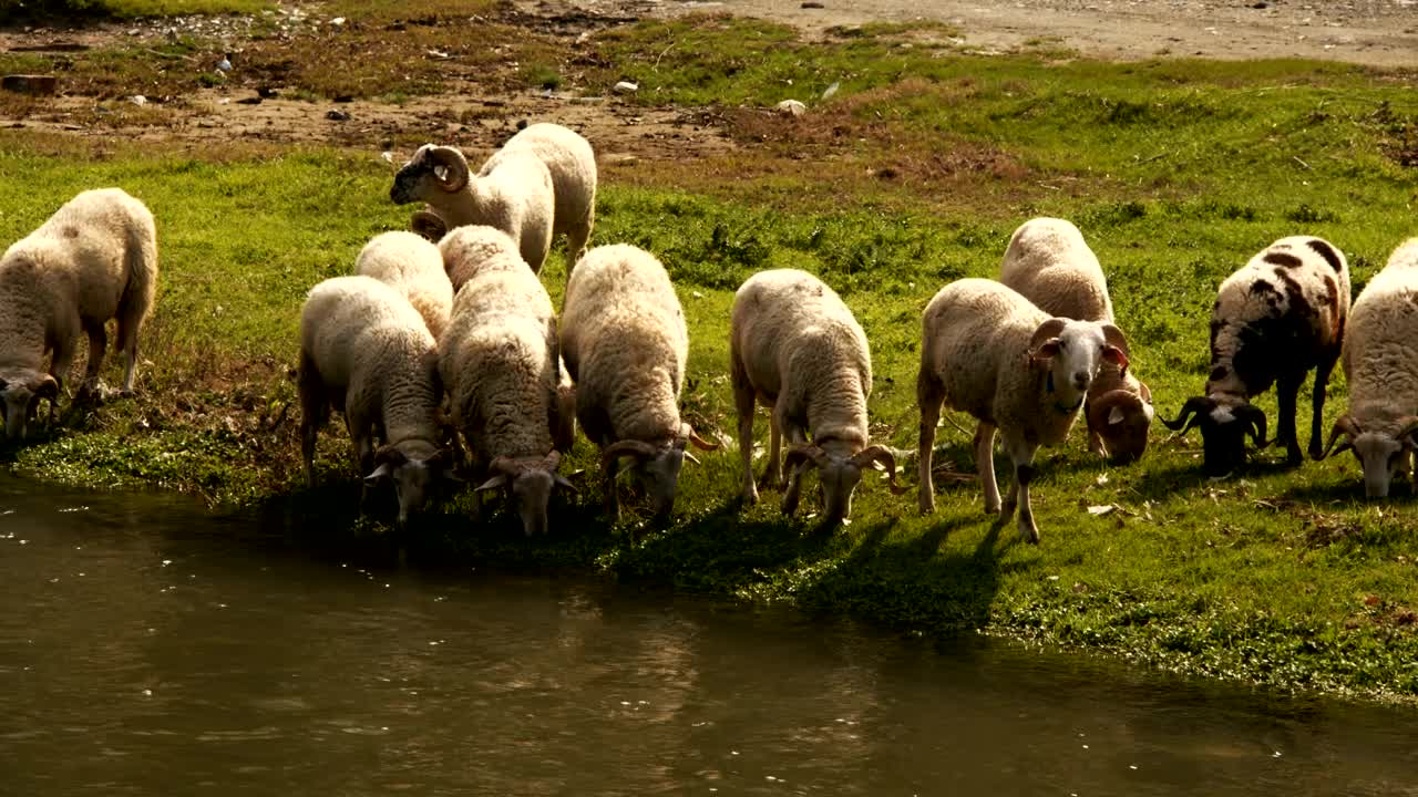 Free Stock Video Sheep Drink And Feed By A River Live Wallpaper - Free Download