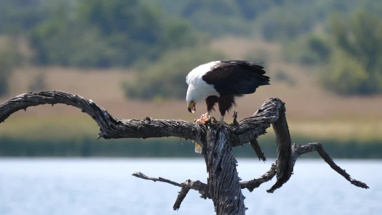 Stock Video Eagle Eats A Fish On A Tree Branch Live Wallpaper For PC - Free Download