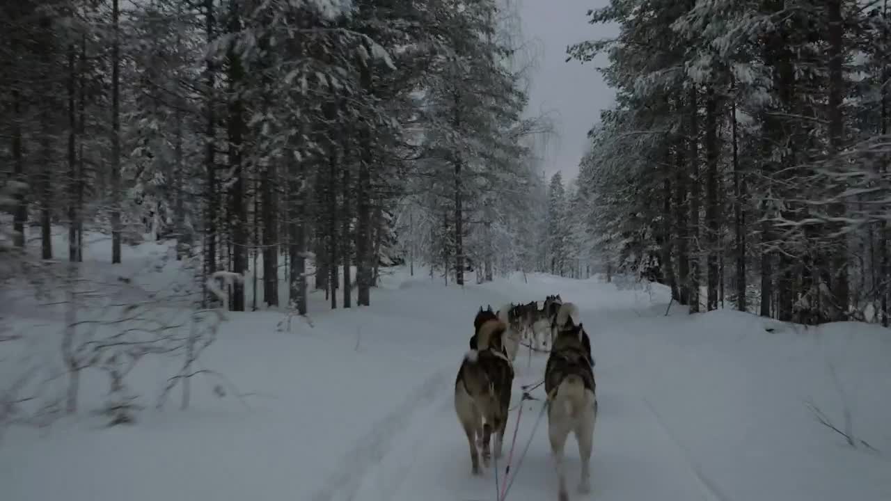 Stock Video Dogsled Team Heading Through A Forest Live Wallpaper For PC - Free Download