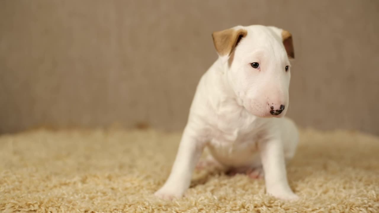 Stock Video Little White Puppy Looking Around Animated Wallpaper - Free Download