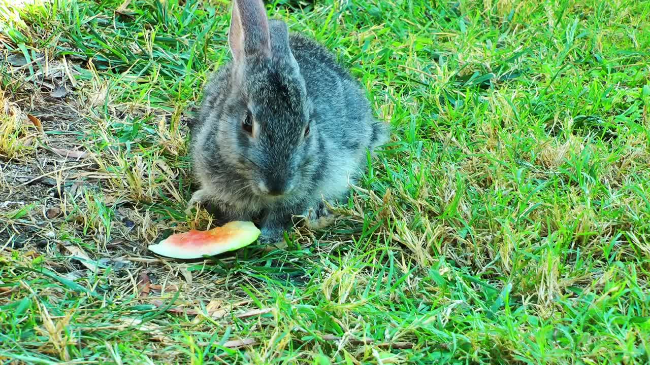 Stock Footage Wild Rabbit Eating Watermelon In The Grass Live Wallpaper - Free Download