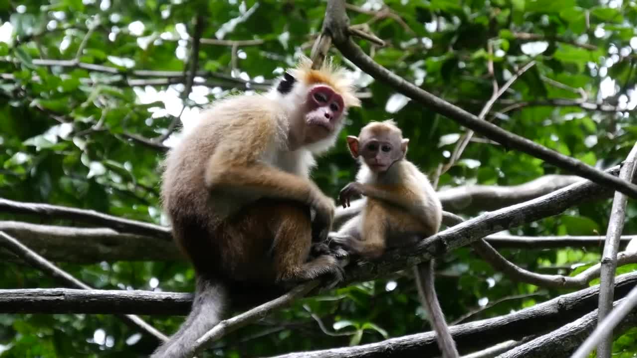 Stock Video Mother And Baby Monkey In The Fores Animated Wallpaper - Free Download