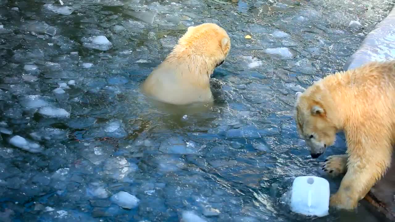 Video Stock Polar Bears Playing With A Plastic Container In The Ice Live Wallpaper Free - Free Download