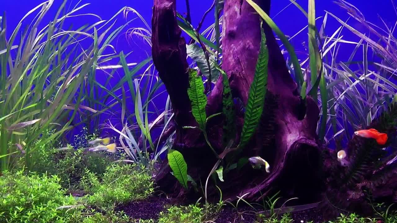 Free Video Stock tank with fish and marine flora Live Wallpaper - Free Download