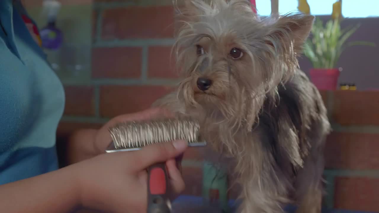 Stock Video Dog Groomer Working With A Little Dog Live Wallpaper For PC - Free Download