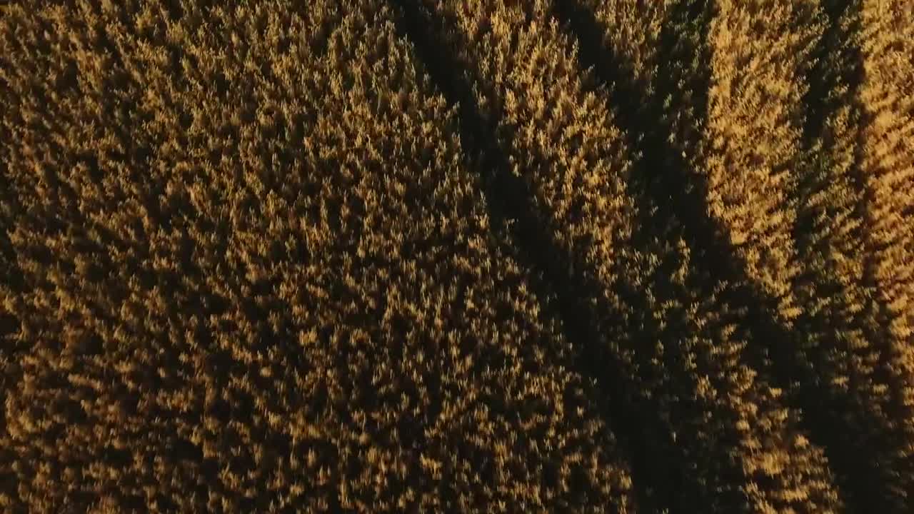 Stock Video Drone Flying Low Over Farmland Live Wallpaper For PC - Free Download