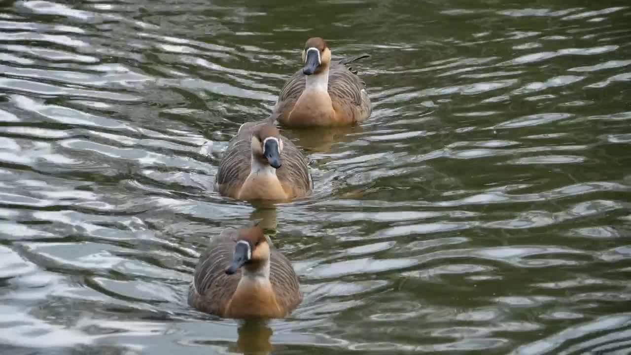 Stock Video Geese Swimming In The Lake Live Wallpaper For PC - Free Download