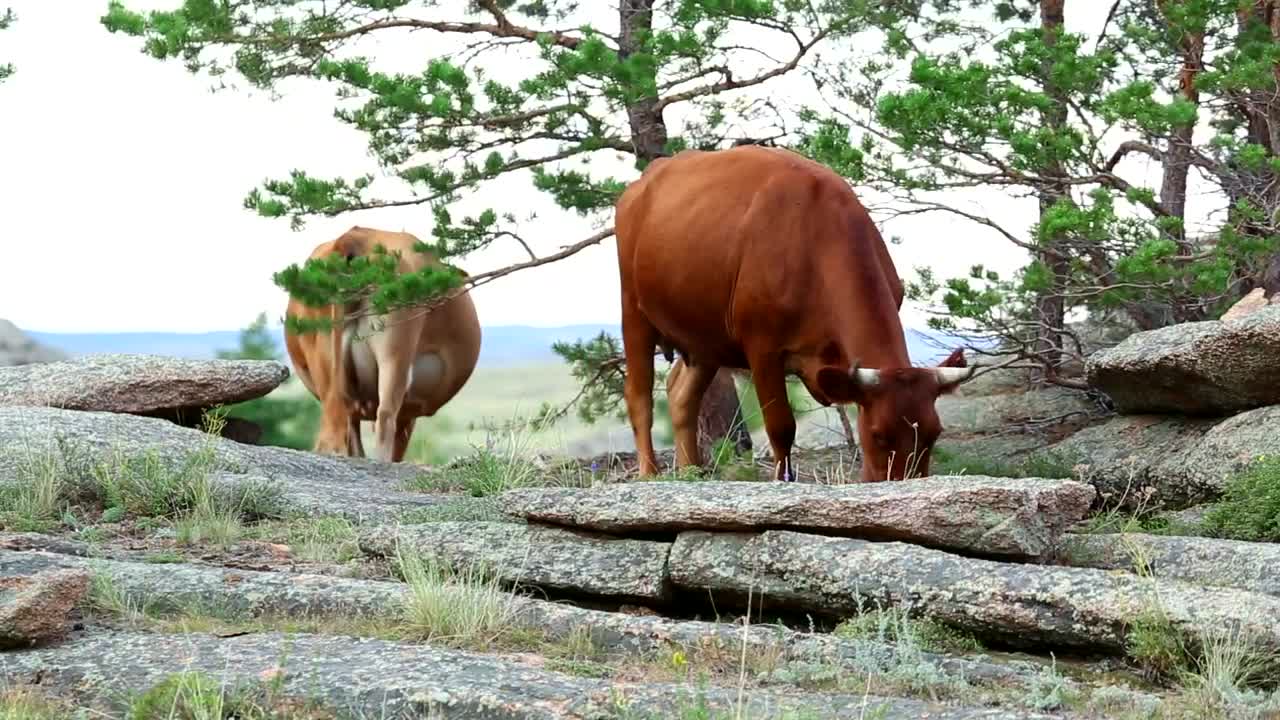 Stock Video Cows Eating In The Meadow Live Wallpaper For PC - Free Download
