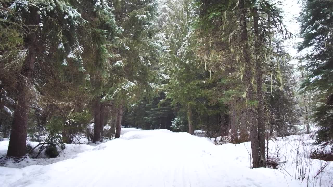 Free Video Stock Snowy Path In The Forest Live Wallpaper - Free Download