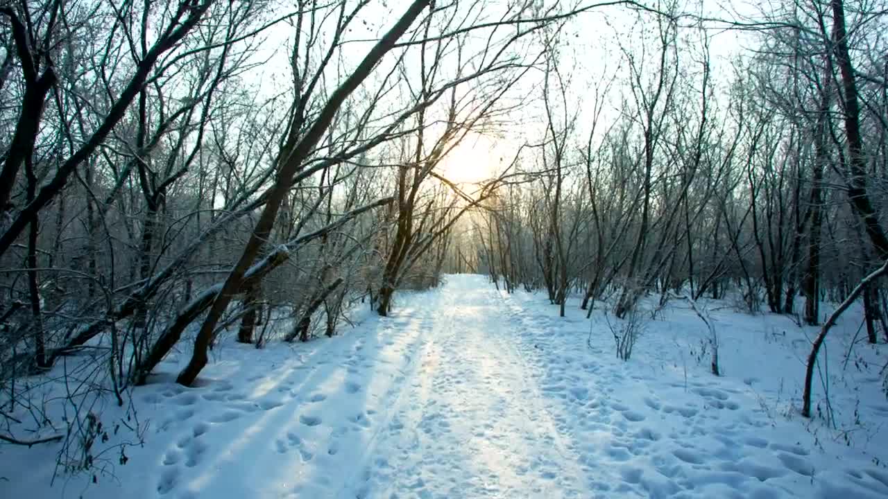 Free Video Stock tour trough the snow of a winter forest Live Wallpaper - Free Download
