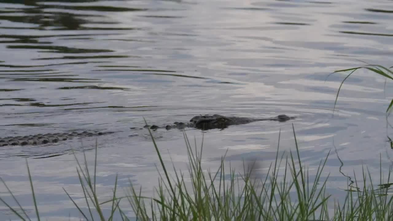 Stock Video Crocodile Swimming In The Lake Live Wallpaper For PC - Free Download