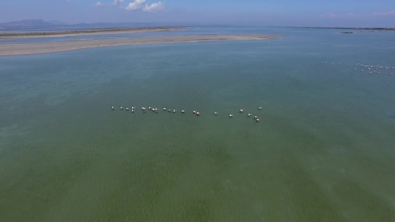 Stock Video Flamingos Flying Above The Water Live Wallpaper For PC - Free Download