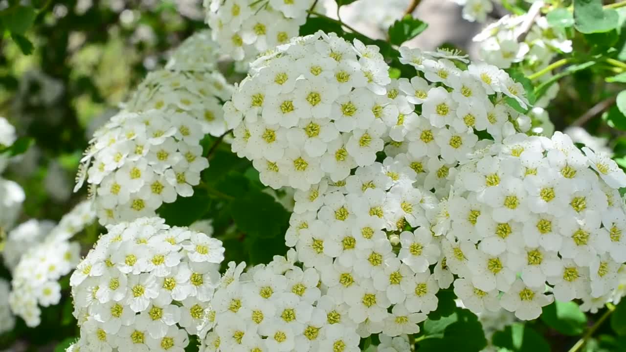 Free Video Stock Spirea Blowing Gently In The Wind Live Wallpaper - Free Download