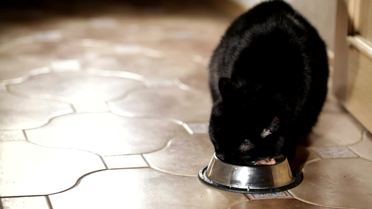 Video Stock Cat Eating From A Bowl Live Wallpaper For PC - Free Download