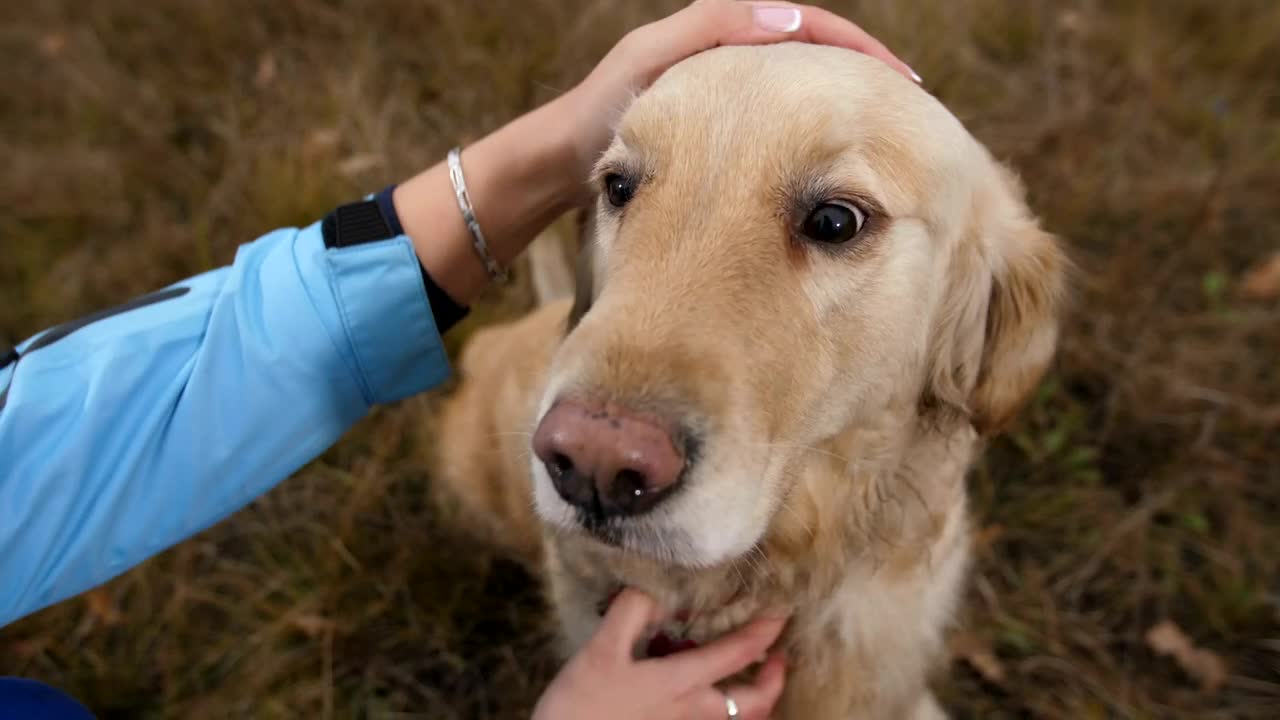 Video Stock Petting A Labrador Live Wallpaper Free - Free Download