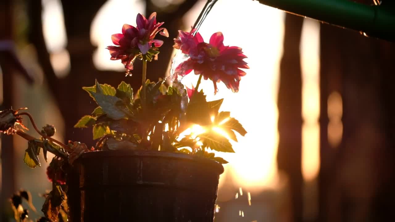 Stock Footage Watering A Flower Pot Live Wallpaper - Free Download