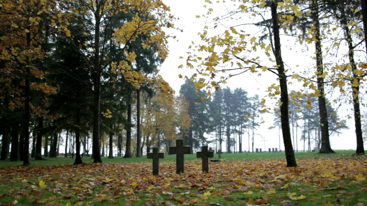 Stock Video Crosses Between Trees Live Wallpaper For PC - Free Download