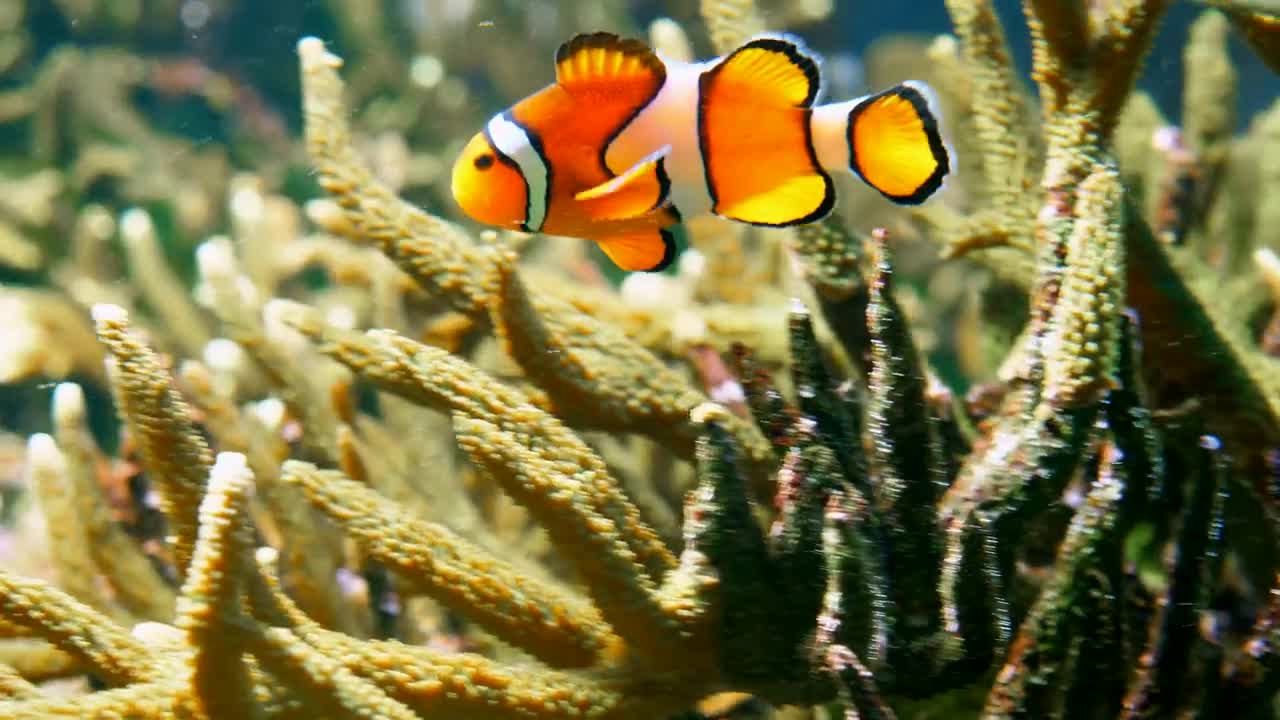 Stock Video Clown Fish Swimming Through Coral Reef Live Wallpaper For PC - Free Download