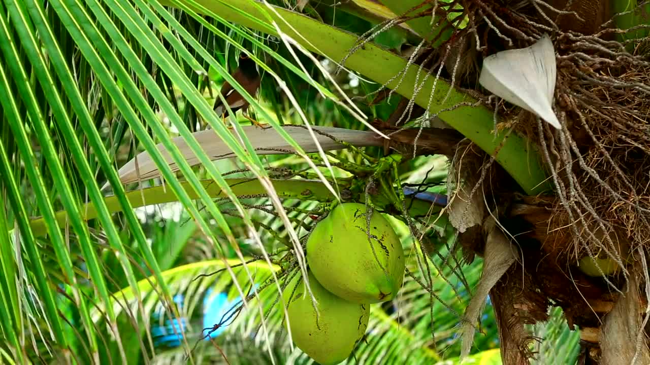 Stock Video Green Coconut Hanging On Palm Live Wallpaper For PC - Free Download