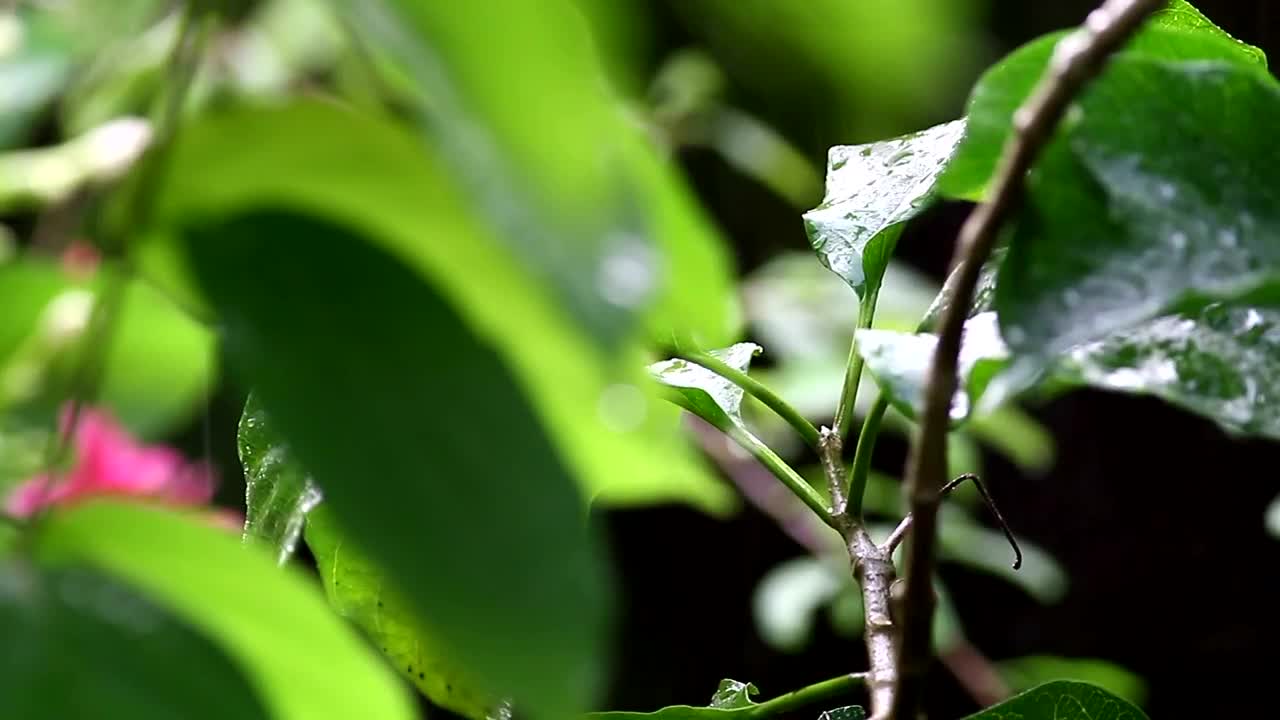 Free Video Stock Summer Rainfall On Plants Live Wallpaper - Free Download