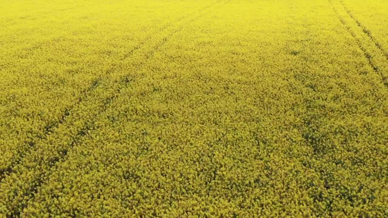 Free Video Stock Summer Farmland Live Wallpaper - Free Download