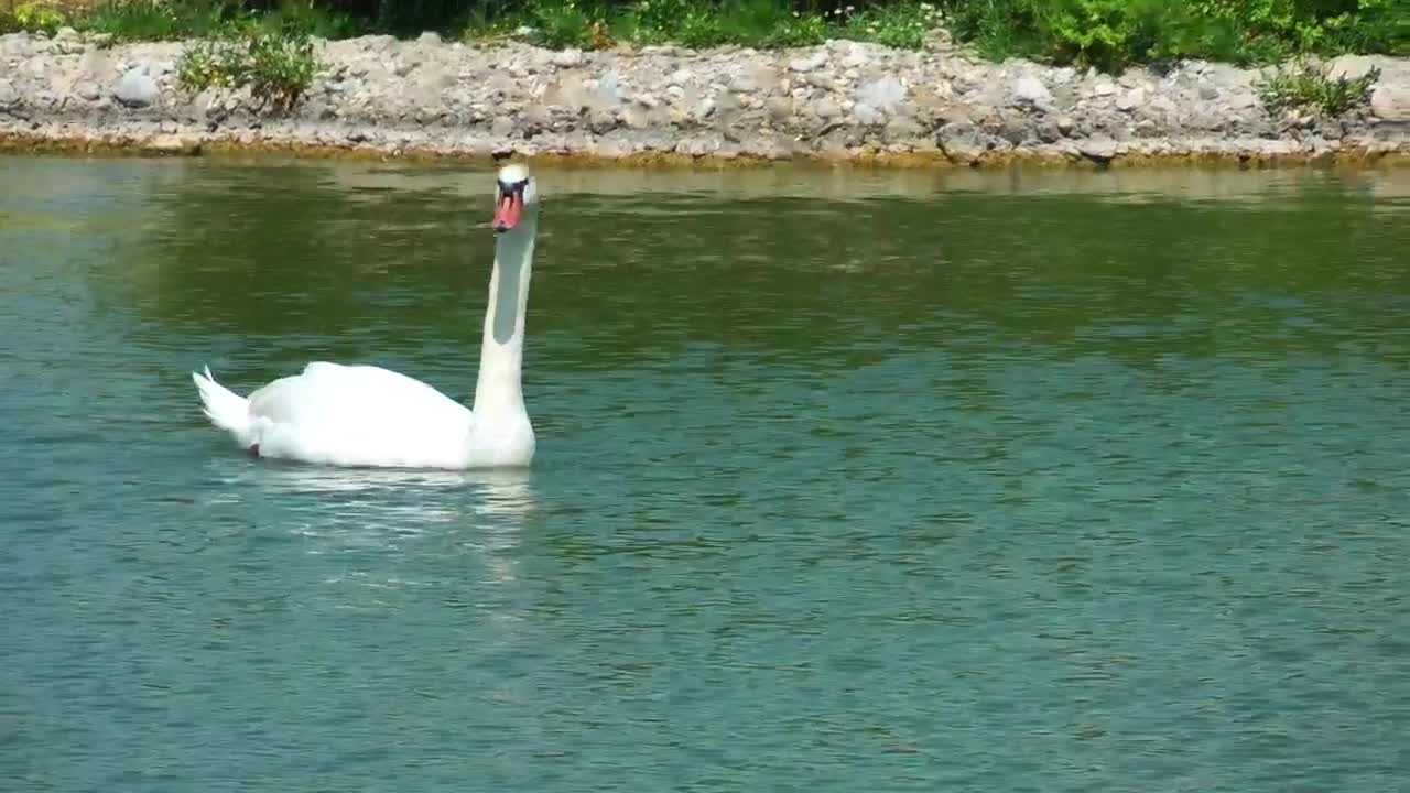 Stock Footage White Swan Swimming On A Lake Live Wallpaper - Free Download