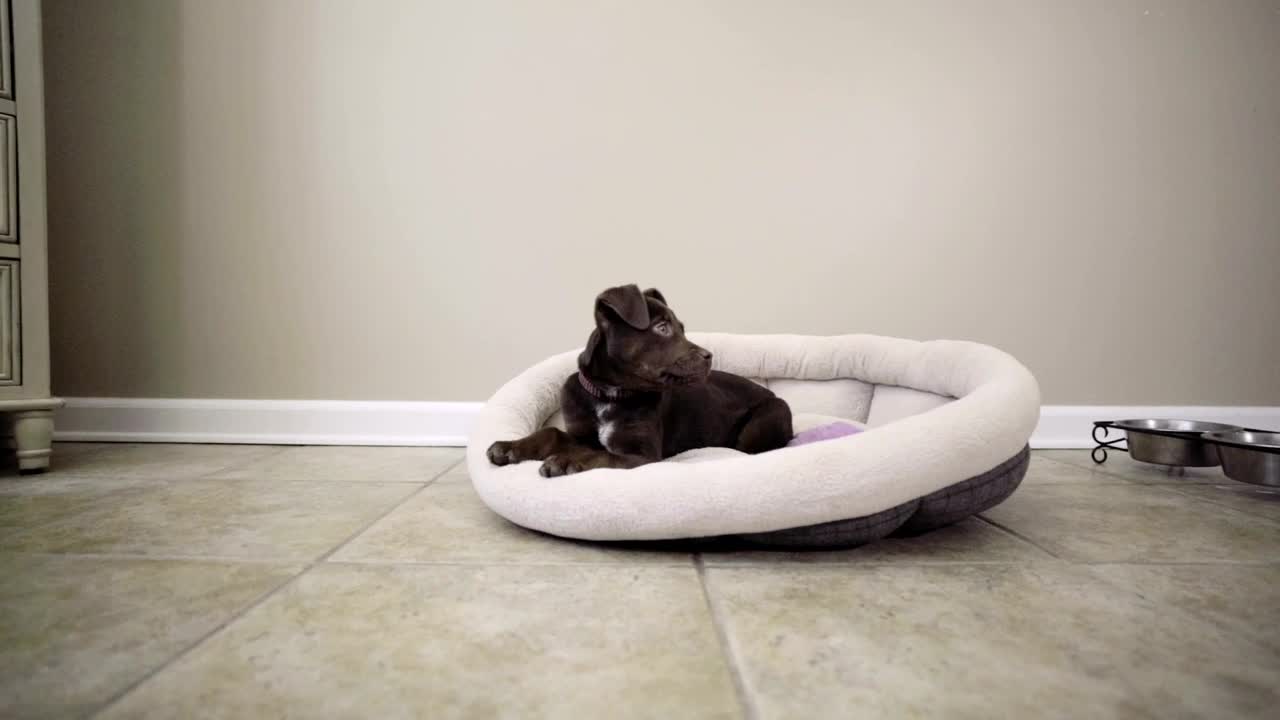 Video Stock Puppy Laying In Their Bed Live Wallpaper Free - Free Download