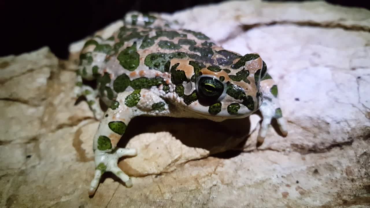 Stock Video Frog With Camouflage Pattern Standing On A Rock Live Wallpaper For PC - Free Download