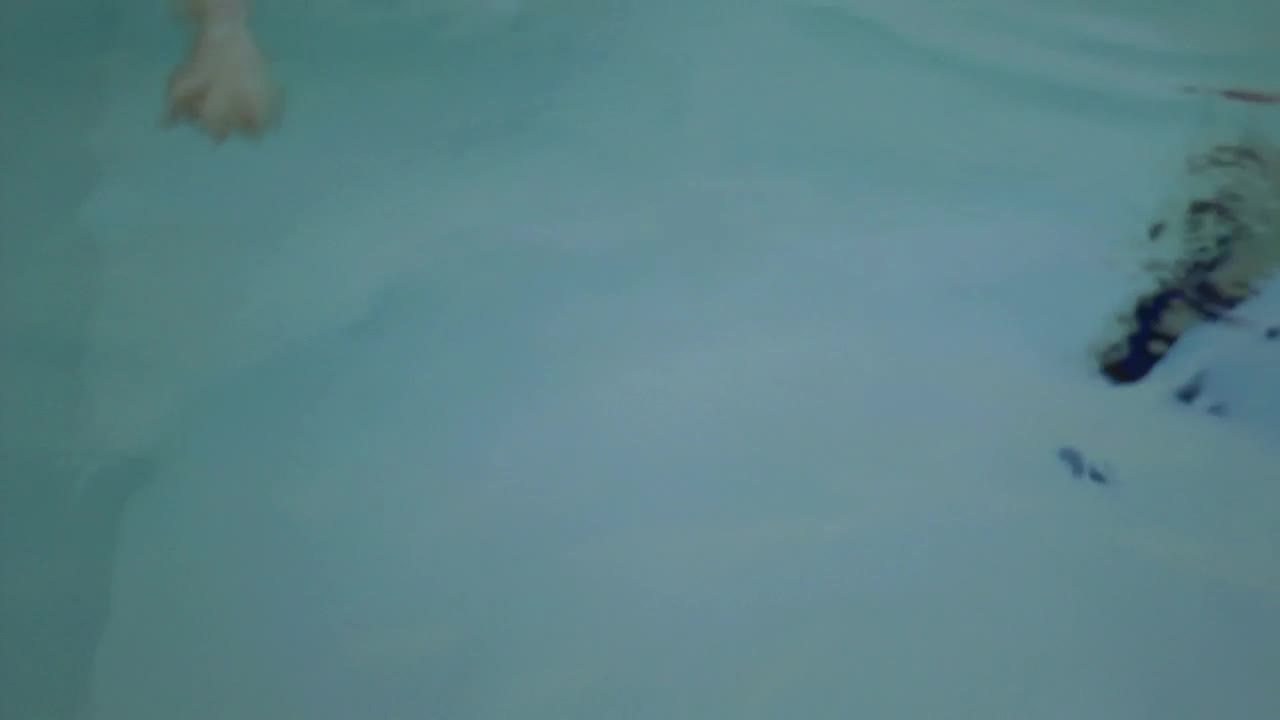 Video Stock Puppy Swimming In A Pool Live Wallpaper Free - Free Download