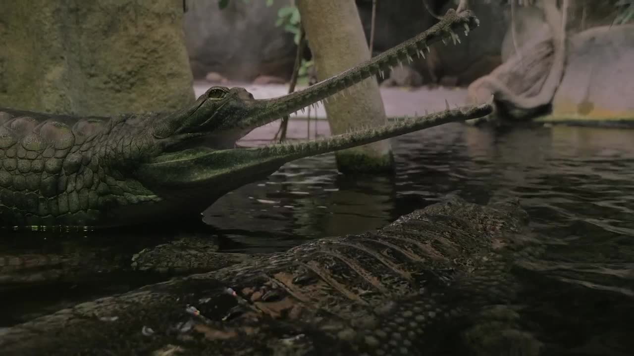 Stock Video Gharial Sitting With Open Jaws Live Wallpaper For PC - Free Download