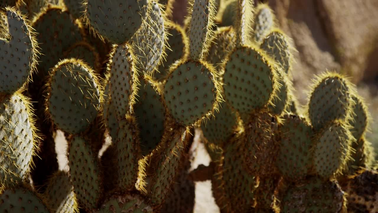 Video Stock Cactus Plant On A Sunny Day Live Wallpaper For PC - Free Download