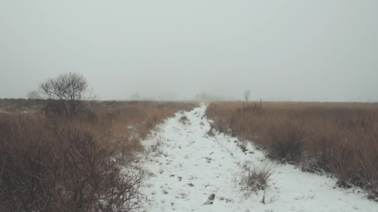 Free Video Stock Snowy Path In The Forest Full Of Mist Live Wallpaper - Free Download