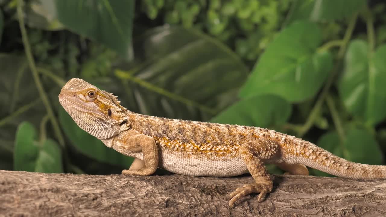 Stock Video Lizard Looking For Dinner In Nature Animated Wallpaper - Free Download